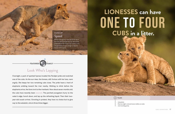 Spotlight on Nature Series Hardcover Spotlight on Nature: Lion - 3