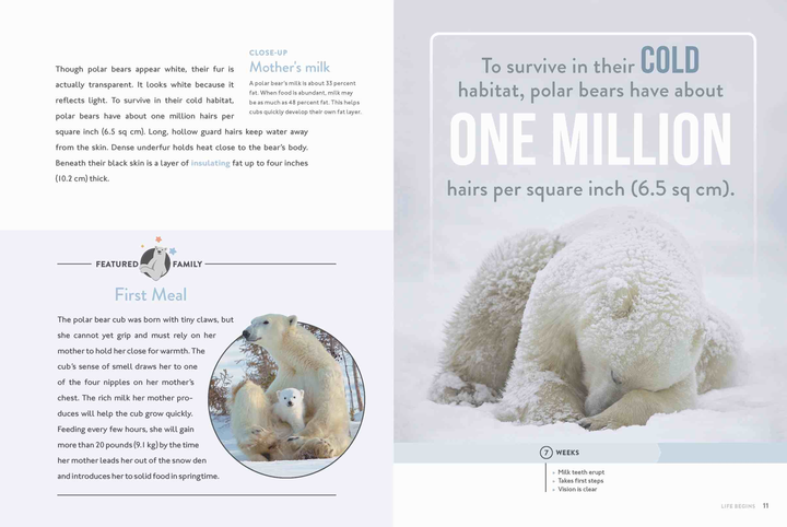 Spotlight on Nature Series Hardcover Spotlight on Nature: Polar Bear - 3