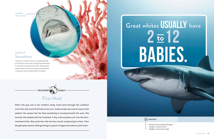 Spotlight on Nature Series Hardcover Spotlight on Nature: Shark - 2