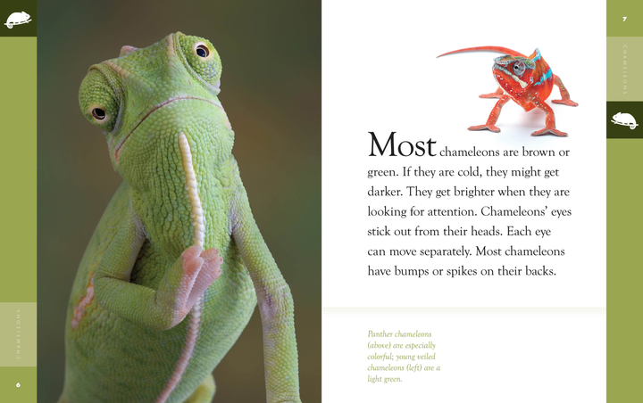 Amazing Animals - New Edition Series Hardcover Amazing Animals - New Edition: Chameleons - 2