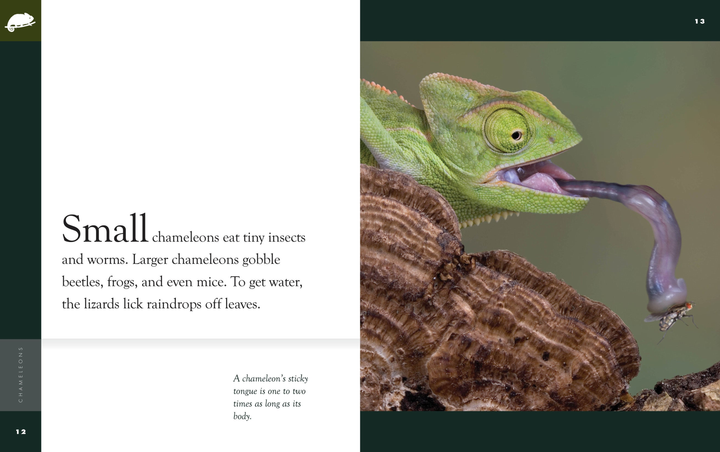 Amazing Animals - New Edition Series Hardcover Amazing Animals - New Edition: Chameleons - 3