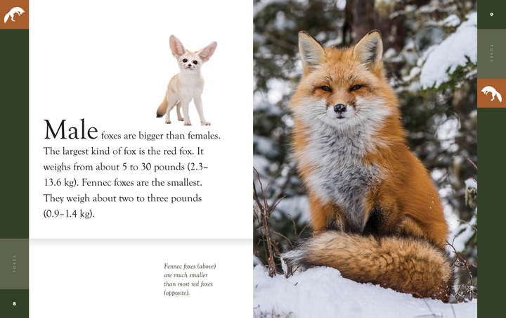 Amazing Animals - New Edition Series Hardcover Amazing Animals - New Edition: Foxes - 2