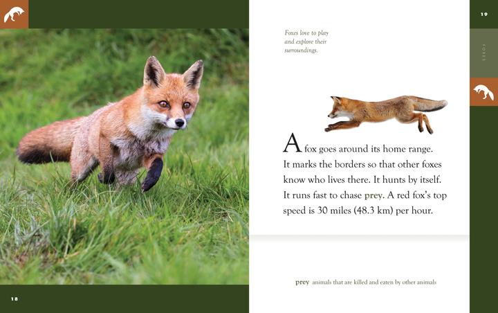 Amazing Animals - New Edition Series Hardcover Amazing Animals - New Edition: Foxes - 3