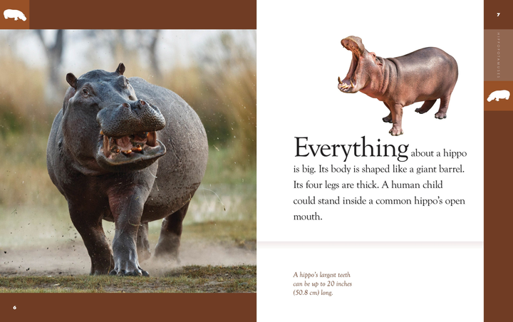 Amazing Animals - New Edition Series Hardcover Amazing Animals - New Edition: Hippopotamuses - 2