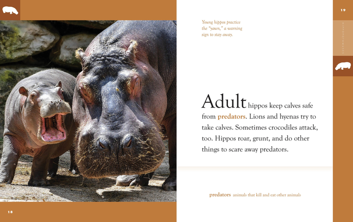 Amazing Animals - New Edition Series Hardcover Amazing Animals - New Edition: Hippopotamuses - 3