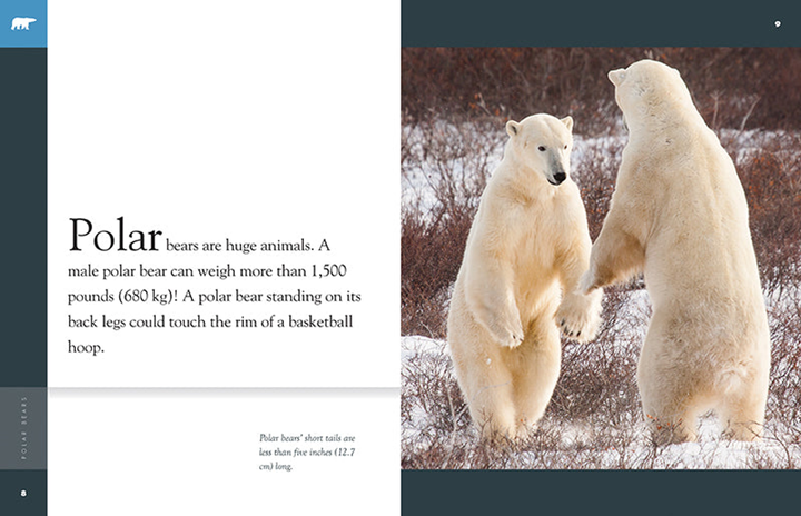 Amazing Animals - New Edition Series Hardcover Amazing Animals - New Edition: Polar Bears - 3