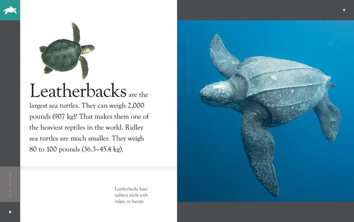 Amazing Animals - New Edition Series Paperback Amazing Animals - New Edition: Sea Turtles - 2