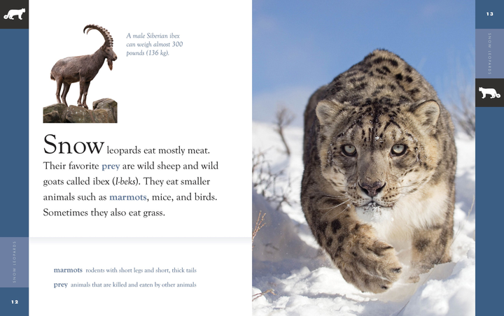 Amazing Animals - New Edition Series Paperback Amazing Animals - New Edition: Snow Leopards - 2