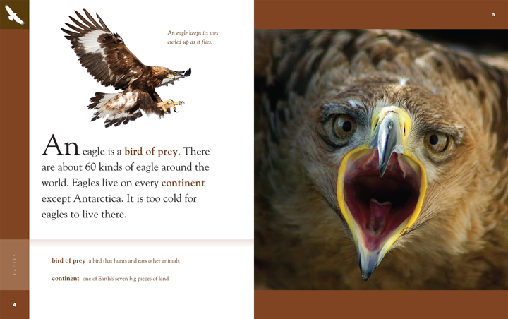 Amazing Animals - New Edition Series Hardcover Amazing Animals - New Edition: Eagles - 4