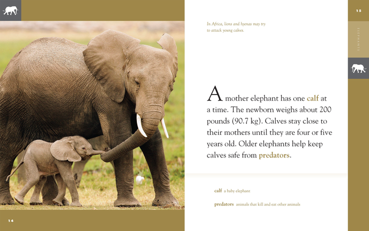 Amazing Animals - New Edition Series Hardcover Amazing Animals - New Edition: Elephants - 4