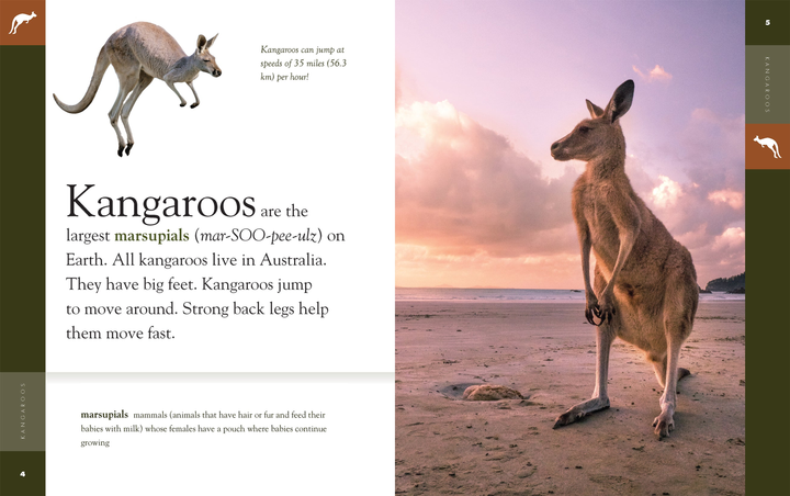 Amazing Animals - New Edition Series Hardcover Amazing Animals - New Edition: Kangaroos - 2