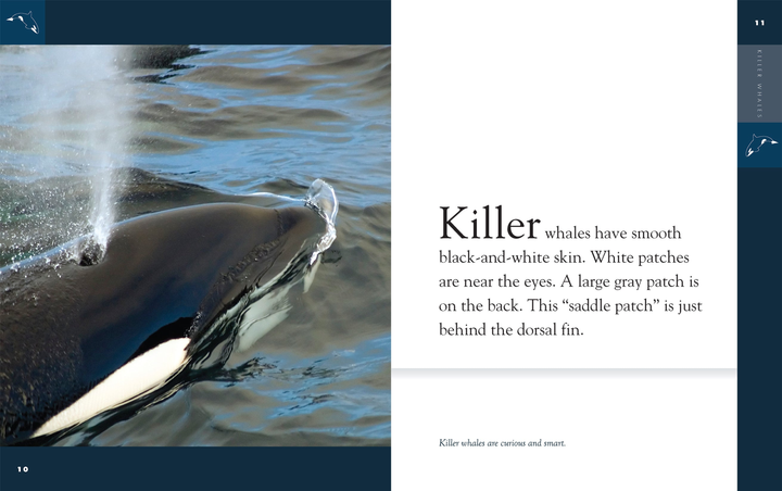 Amazing Animals - New Edition Series Hardcover Amazing Animals - New Edition: Killer Whales - 2