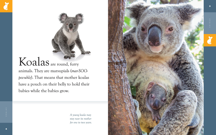 Amazing Animals - New Edition Series Hardcover Amazing Animals - New Edition: Koalas - 2