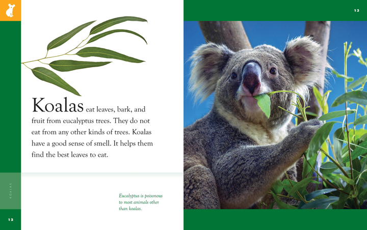 Amazing Animals - New Edition Series Hardcover Amazing Animals - New Edition: Koalas - 3