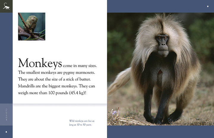 Amazing Animals - New Edition Series Hardcover Amazing Animals - New Edition: Monkeys - 3