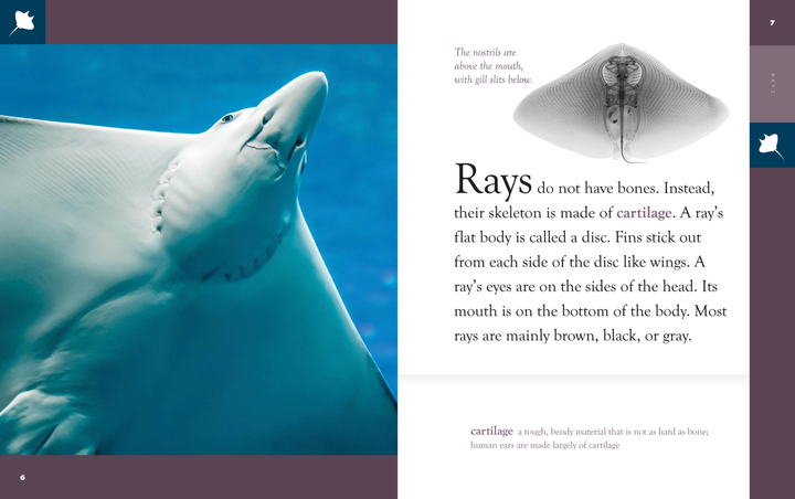 Amazing Animals - New Edition Series Hardcover Amazing Animals - New Edition: Rays - 2