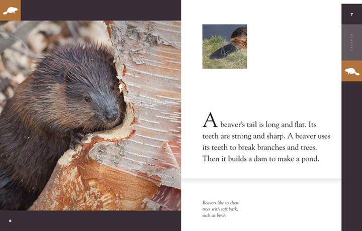 Amazing Animals - Classic Edition Series Hardcover Amazing Animals - Classic Edition: Beavers - 3