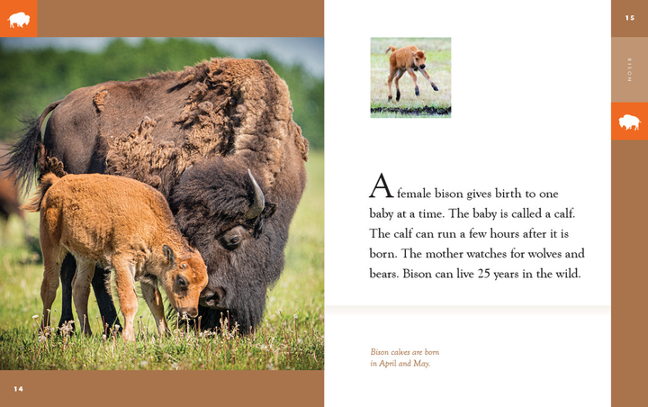 Amazing Animals - New Edition Series Hardcover Amazing Animals - New Edition: Bison - 3