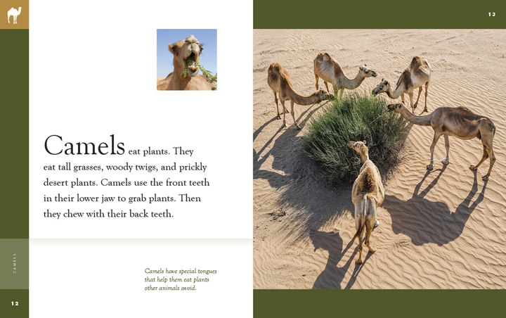 Amazing Animals - New Edition Series Hardcover Amazing Animals - New Edition: Camels - 3