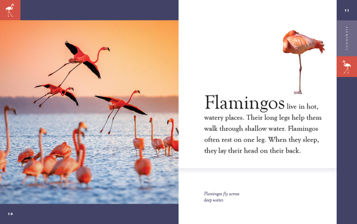 Amazing Animals - New Edition Series Hardcover Amazing Animals - New Edition: Flamingos - 2