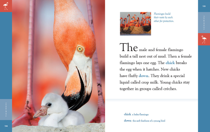 Amazing Animals - New Edition Series Hardcover Amazing Animals - New Edition: Flamingos - 3