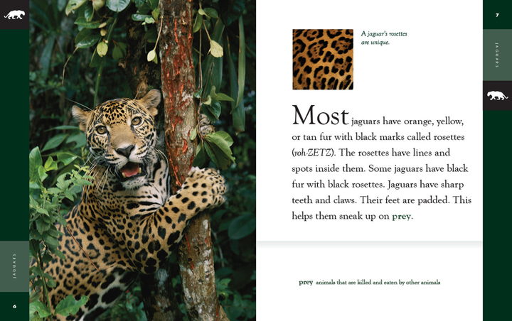 Amazing Animals - New Edition Series Hardcover Amazing Animals - New Edition: Jaguars - 2