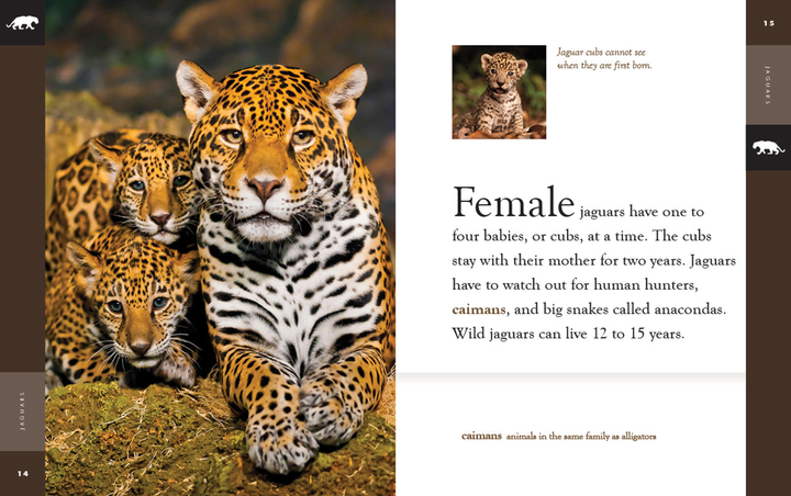 Amazing Animals - New Edition Series Hardcover Amazing Animals - New Edition: Jaguars - 3