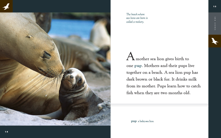 Amazing Animals - New Edition Series Hardcover Amazing Animals - New Edition: Sea Lions - 2