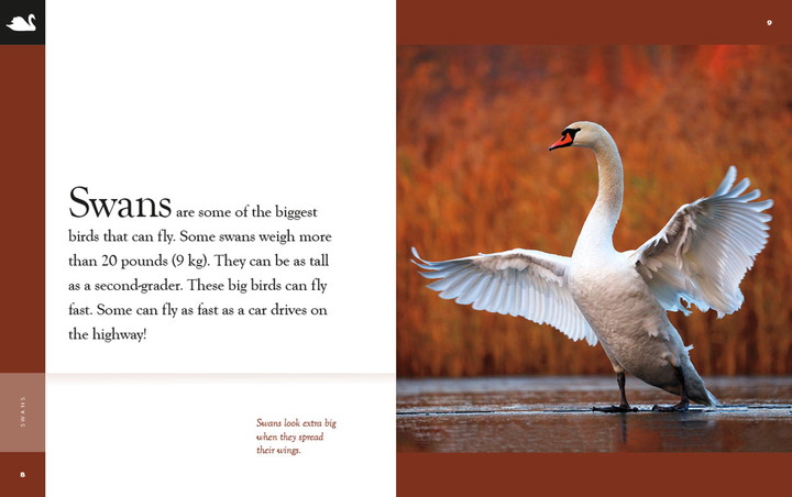 Amazing Animals - New Edition Series Hardcover Amazing Animals - New Edition: Swans - 2