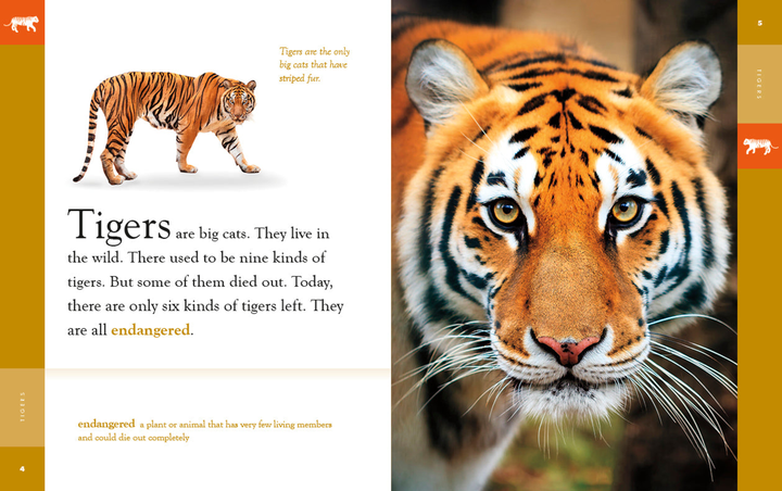 Amazing Animals - New Edition Series Hardcover Amazing Animals - New Edition: Tigers - 2