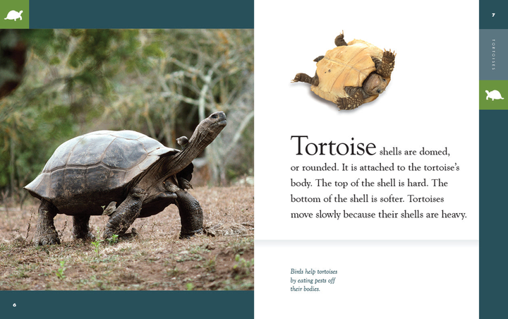 Amazing Animals - New Edition Series Hardcover Amazing Animals - New Edition: Tortoises - 2