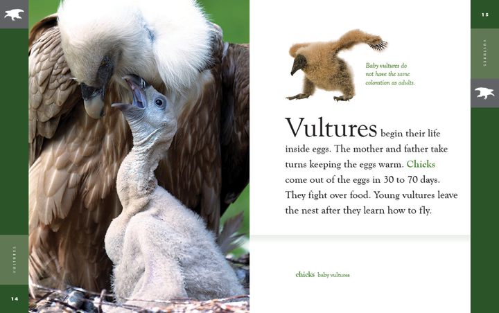 Amazing Animals - New Edition Series Hardcover Amazing Animals - New Edition: Vultures - 2