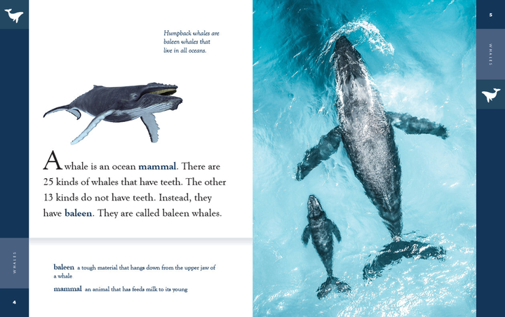 Amazing Animals - New Edition Series Hardcover Amazing Animals - New Edition: Whales - 2