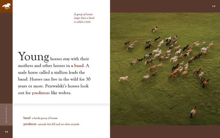 Amazing Animals - New Edition Series Hardcover Amazing Animals - New Edition: Wild Horses - 3