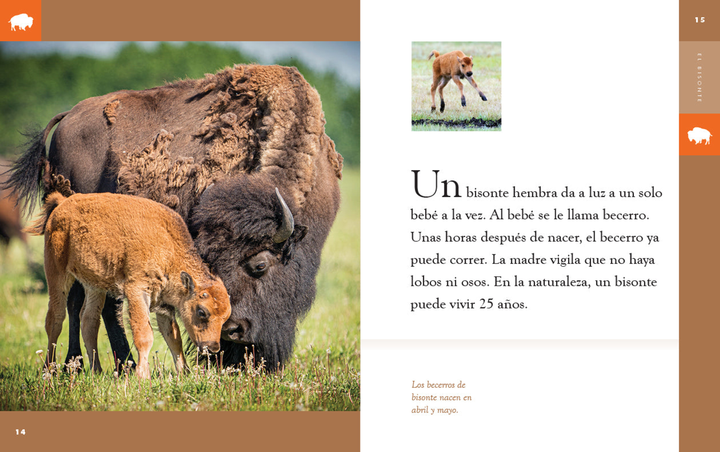 Planeta animal - New Edition Series Hardcover Planeta animal - New Edition: El bisonte - 3