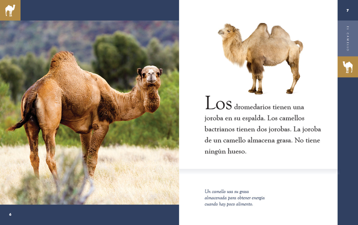 Planeta animal - New Edition Series Hardcover Planeta animal - New Edition: El camello - 2