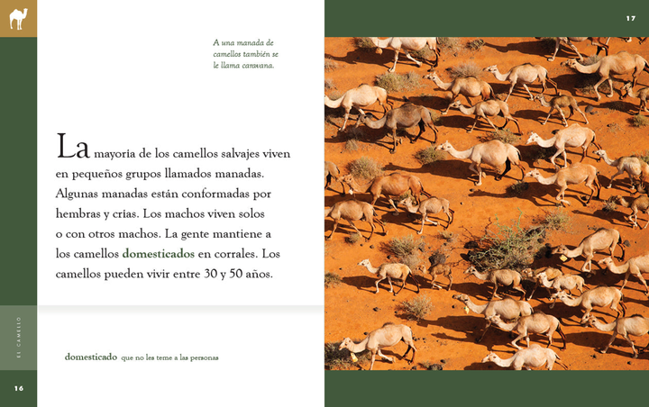 Planeta animal - New Edition Series Hardcover Planeta animal - New Edition: El camello - 3