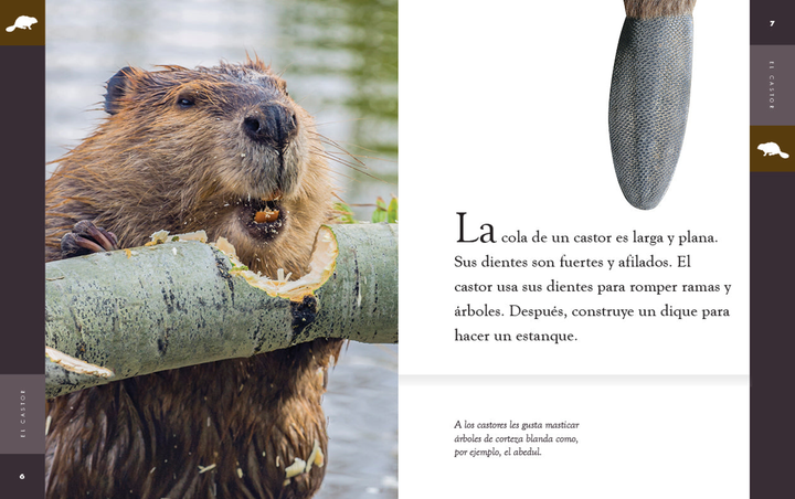 Planeta animal - New Edition Series Hardcover Planeta animal - New Edition: El castor - 2