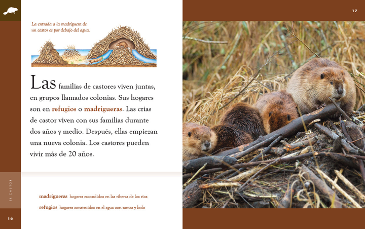 Planeta animal - New Edition Series Hardcover Planeta animal - New Edition: El castor - 3