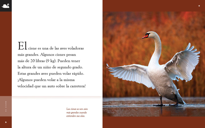 Planeta animal - New Edition Series Paperback Planeta animal - New Edition: El cisne - 2