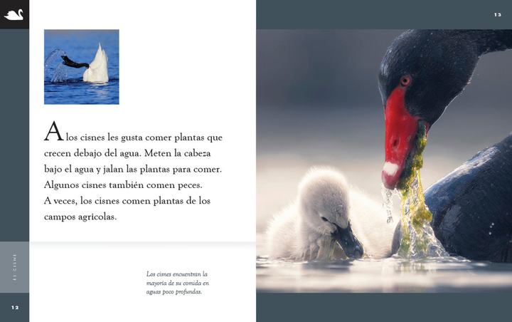 Planeta animal - New Edition Series Paperback Planeta animal - New Edition: El cisne - 3