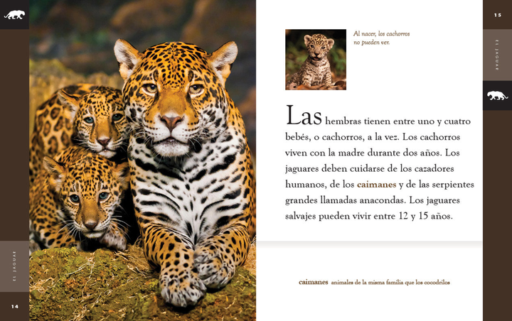 Planeta animal - New Edition Series Hardcover Planeta animal - New Edition: El jaguar - 3