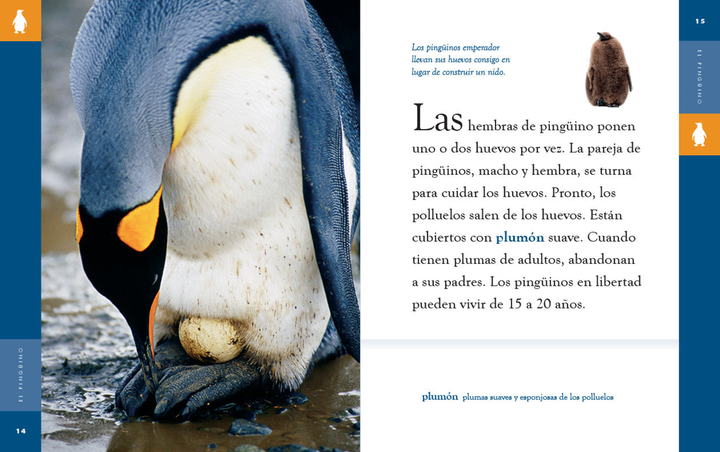 Planeta animal - New Edition Series Paperback Planeta animal - New Edition: El pingino - 3