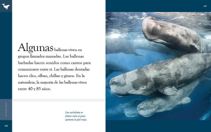 Planeta animal - New Edition Series Hardcover Planeta animal - New Edition: La ballena - 3