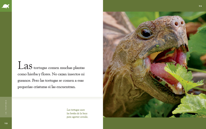 Planeta animal - New Edition Series Hardcover Planeta animal - New Edition: La tortuga - 3