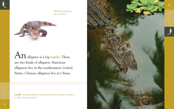 Amazing Animals - Classic Edition Series Hardcover Amazing Animals - Classic Edition: Alligators - 2