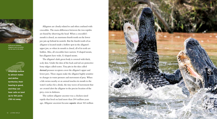 Living Wild Series Hardcover Living Wild: Alligators - 3