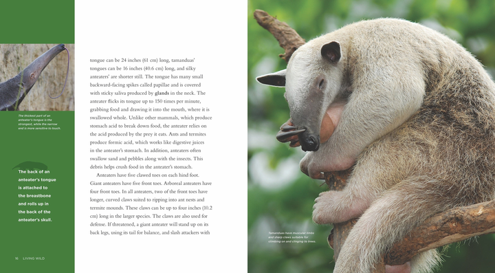 Living Wild Series Hardcover Living Wild: Anteaters - 3