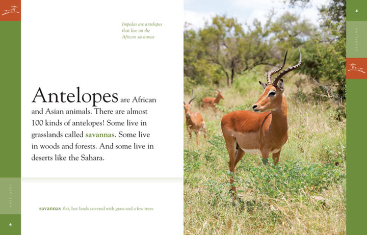 Amazing Animals - Classic Edition Series Hardcover Amazing Animals - Classic Edition: Antelopes - 2