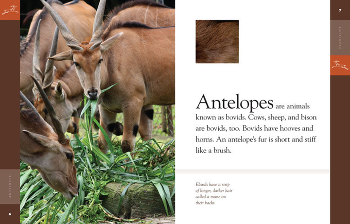 Amazing Animals - Classic Edition Series Hardcover Amazing Animals - Classic Edition: Antelopes - 3